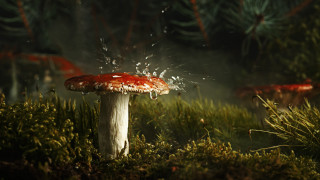 Mushroom water grass trees fireworks 2 - a mushroom free wallpaper