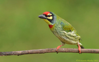 Colorful bird perched branch green 3 - stripe free wallpaper for desktop