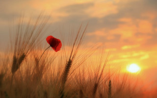 Red poppy wheat sunset clouds - the sun in the background free wallpaper