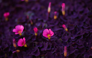 Purple flower field macro blurry 6 - yellow center free wallpaper