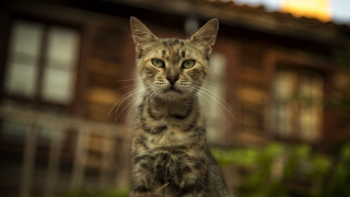 Cat house bush photorealistic blurry - a house free wallpaper