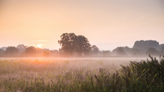 Sunset foggy field tree horizon - anne nasmyth free wallpaper for desktop