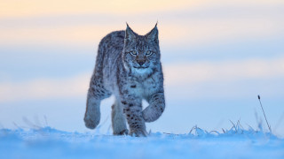Lynx snowfield sunset closedeyes wildlife - its front paw free wallpaper