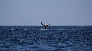 Whale tail ocean swimming beach - a whale tail flup free wallpaper