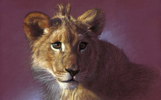 Lion cub closeup purple background - painting free wallpaper
