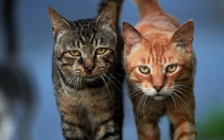 Two cats walking daytime looking - gothic free wallpaper