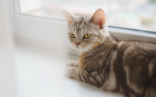 Cat window sill looking camera 2 - the window sill free wallpaper