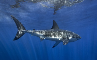 Great white shark camera mounting - its back end free wallpaper
