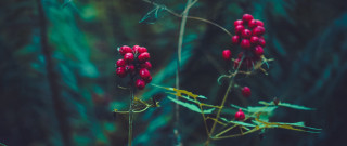 Red berries plant forest macro - red berry free wallpaper for desktop