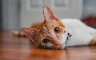 Sad cat floor eye blurry - f 1. free wallpaper