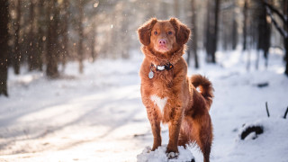 Dog snow wooded area aurora - area free wallpaper for desktop