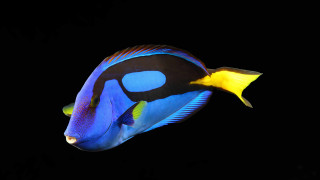 Blue yellow fish hologram water - a yellow tip free wallpaper