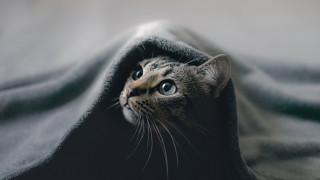 Cat peeking under blanket outdoor - under a blanket free wallpaper