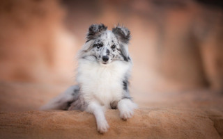 Small dog couch sad eyes - a small dog free wallpaper