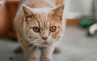 Serious orange eye black cat - a serious look free wallpaper