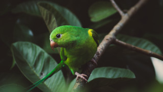 Green bird perched branch leaves - a green bird free wallpaper