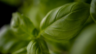 Green leafy plant macro blurry - a green leafy plant free wallpaper