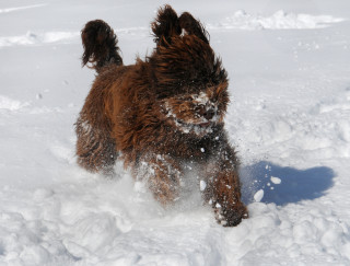 Dog running snow mouth open - action free wallpaper for desktop