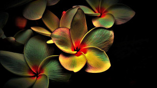Yellow red flowers black background - rich color free wallpaper