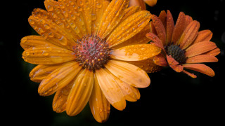 Flower water droplets macro photography - petal free wallpaper