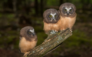 Owls branch forest photorealistic bokeh - two owl free wallpaper