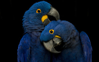 Blue parrots hugging black background - a black background behind them free wallpaper