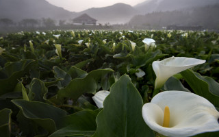 Flower mountains fog house nature - a house in the distance free wallpaper