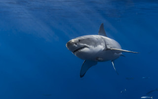 Shark fish ocean white shark - fish free wallpaper for desktop