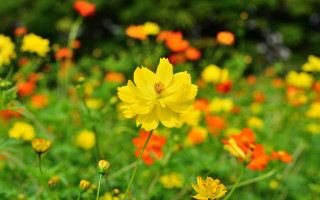 Yellow orange flower field blurry - the background and a blurry background of trees free wallpaper