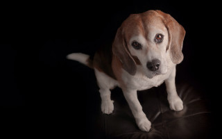 Dog sad black leather chair - neoplasticism free wallpaper for desktop