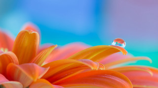 Flower water droplets blue background 2 - a blue background behind free wallpaper