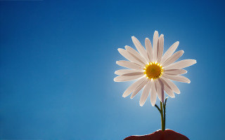Person holding flower blue sky - visible free wallpaper