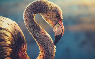 Bird long neck long bill - a long neck free wallpaper