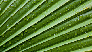 Green leaf water drops macro 46 - cedric seaut free wallpaper for desktop