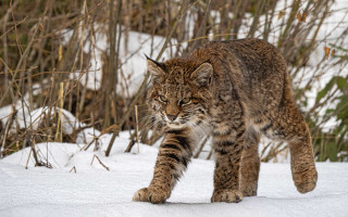 Cat snow bushes trees nature - arie smit free wallpaper