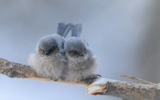 Birds branch snow microscopic realistic - one bird free wallpaper