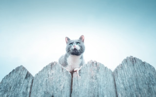 Cat fence sky blue eyes - sad free wallpaper