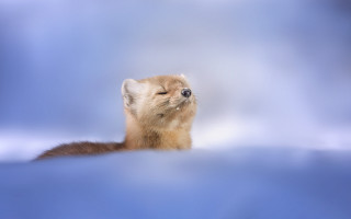 Small animal blue surface sky - a nose free wallpaper