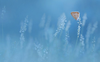 Butterfly plant grass sky macro - gradient light blue free wallpaper for desktop