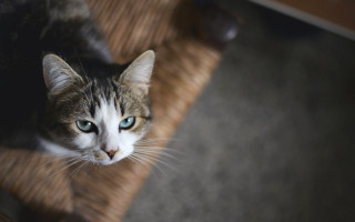 Blue eyed cat serious chair - 8 5 mm f 1. free wallpaper