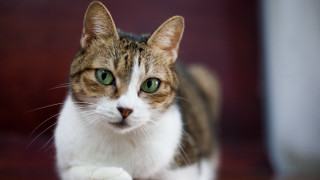 Green eyes cat serious look - green eye free wallpaper