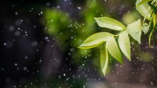 Green leafy plant water droplets 3 - water droplet free wallpaper
