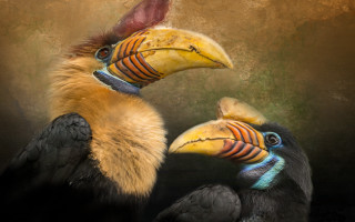 Birds beaks primitivism photorealistic digital - two bird free wallpaper