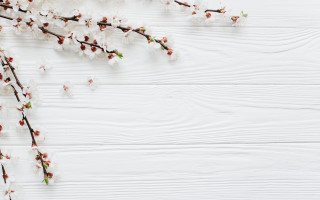 Cherry blossom branch white background - text free wallpaper for desktop
