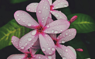 Flowers water droplets green leaves 2 - a close up of a bunch free wallpaper for desktop