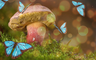 Mushroom butterflies blurry background magical - a mushroom free wallpaper