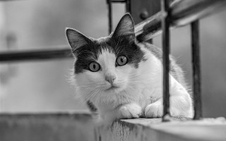 Sad cat wooden bench black - a wooden bench free wallpaper