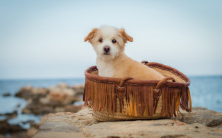 Dog basket rock ocean blue - a basket free wallpaper for desktop
