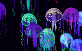 Jellyfish glow night bioluminescence hologram - the dark water free wallpaper