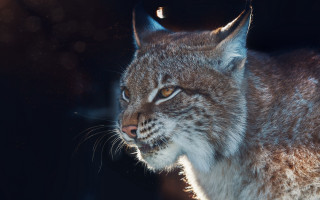 Cat light starry night milkyway - a close up of a cat free wallpaper for desktop